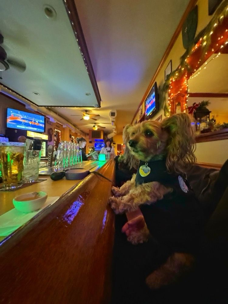 A small dog perched at the wood bar inside Bonner's Irish Pub, with string lights and TVs behind the taps.